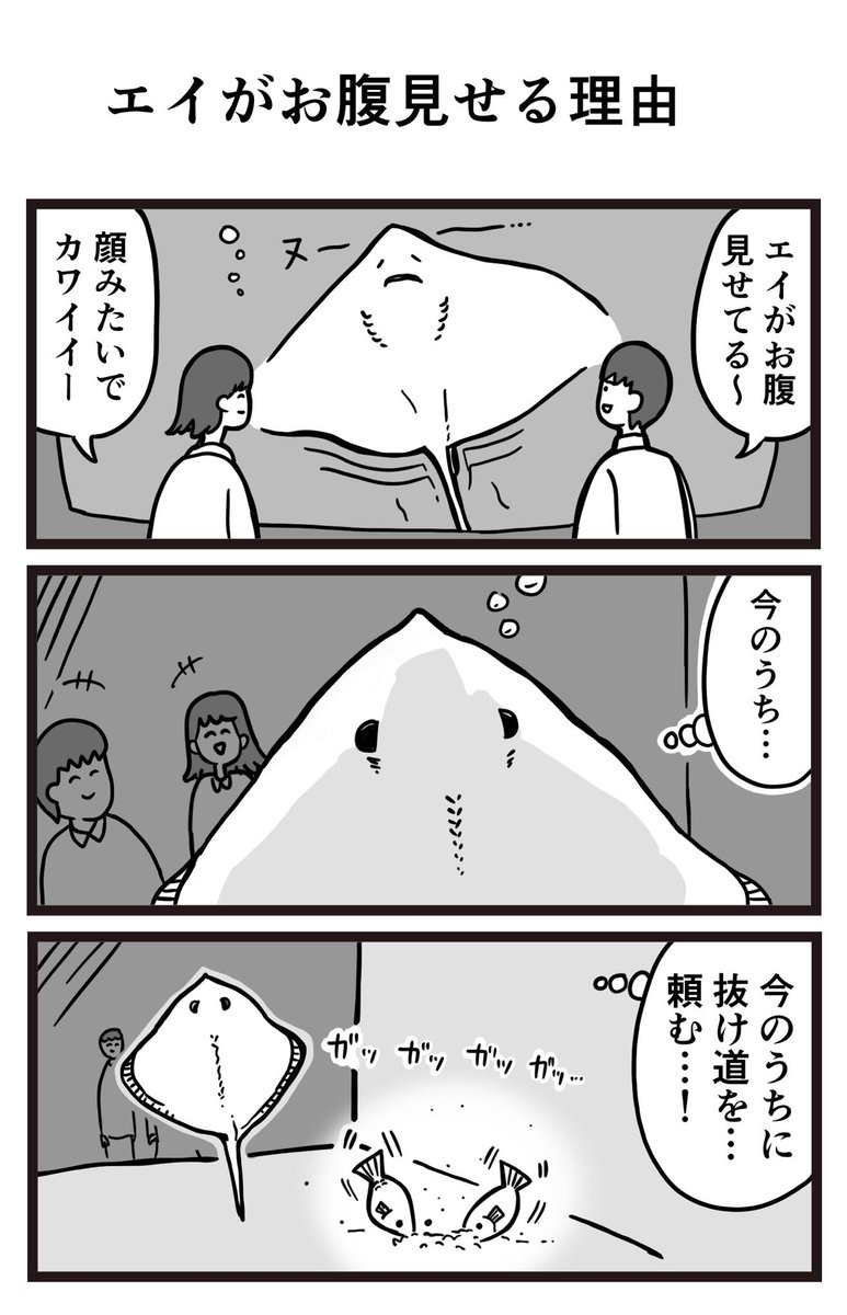 エイがお腹見せる理由 