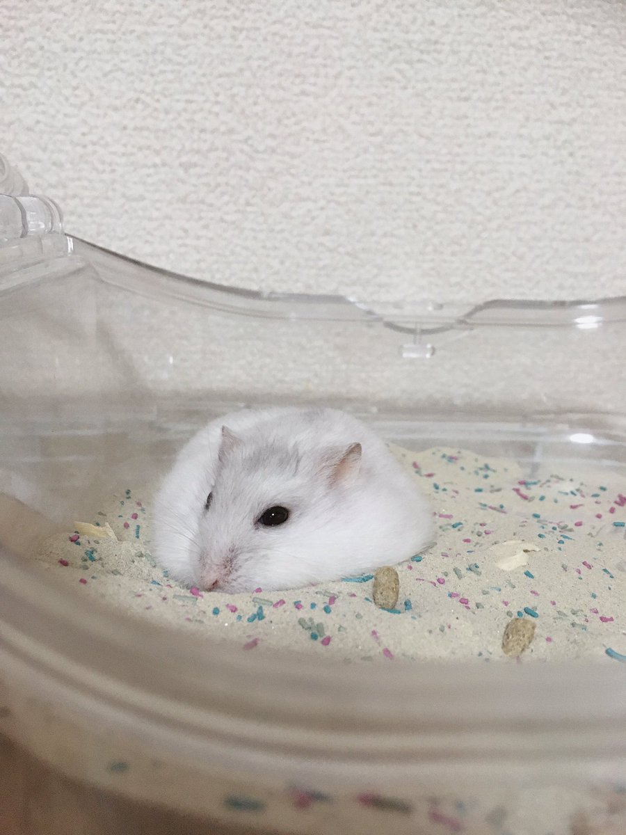 PSVueS3dIuRhEW2's tweet image. ぺたんこペルル🐹