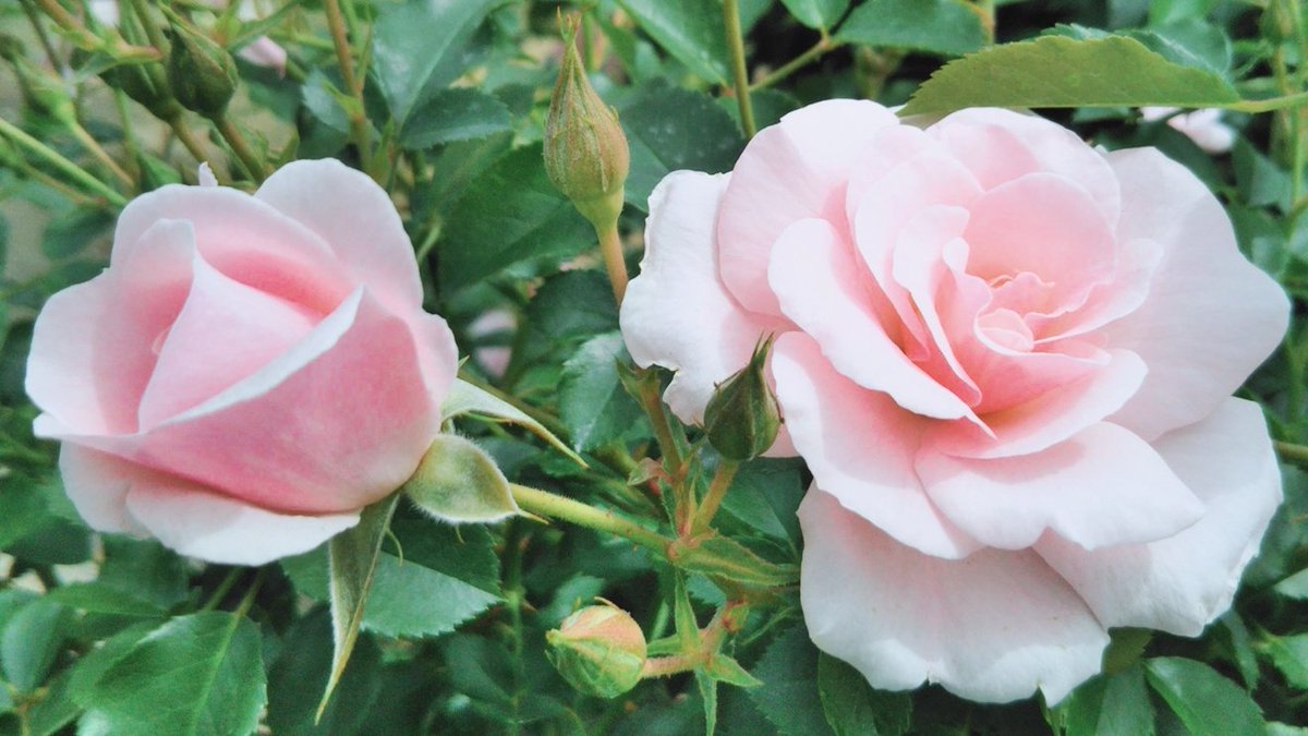 菜子❀ tweet media