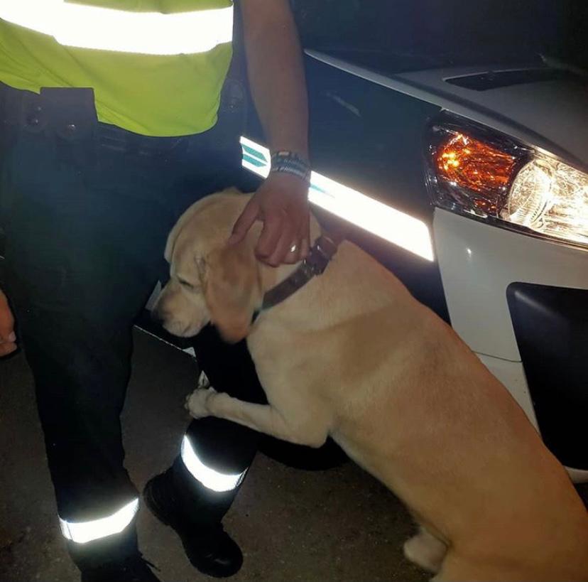 #MuyGrandes🎖️👏👏👏
Los guardias civiles de #Tráfico de #CiudadReal, que pudieron llegar a tiempo para salvar a este amigo que caminaba perdido y asustado en la carretera

...Con cariño y juegos esperaron la llegada de su dueña

#RecaudandoVida...sin distinción de especies