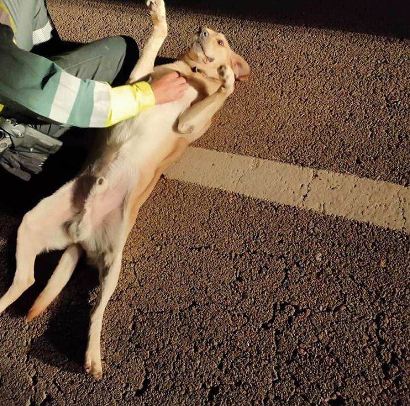 guardiacivil's tweet photo. #MuyGrandes🎖️👏👏👏
Los guardias civiles de #Tráfico de #CiudadReal, que pudieron llegar a tiempo para salvar a este amigo que caminaba perdido y asustado en la carretera

...Con cariño y juegos esperaron la llegada de su dueña

#RecaudandoVida...sin distinción de especies https://t.co/aTSArorU65
