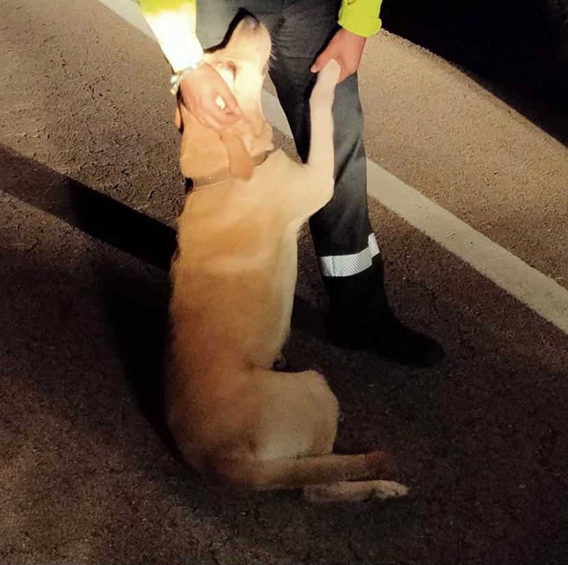 guardiacivil's tweet photo. #MuyGrandes🎖️👏👏👏
Los guardias civiles de #Tráfico de #CiudadReal, que pudieron llegar a tiempo para salvar a este amigo que caminaba perdido y asustado en la carretera

...Con cariño y juegos esperaron la llegada de su dueña

#RecaudandoVida...sin distinción de especies https://t.co/aTSArorU65