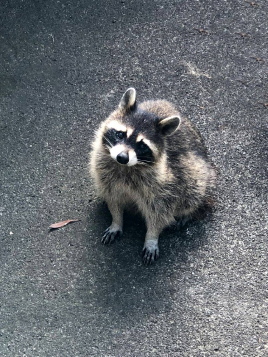 ほんせい 武人 最近 矢切で猿と新松戸でアライグマ 野生動物の注意喚起が よく見かけます ハクビシンの話しも聞きます 子供達が手をださないよう 大人が見守りましょう 松戸市 アライグマ 野生動物