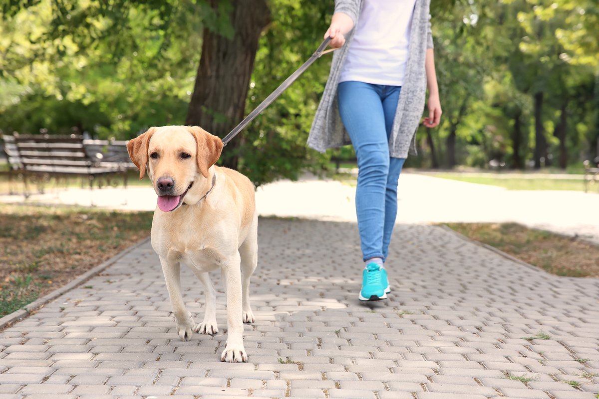 We’re asking #Bristol residents for their views on whether dog control orders should be maintained to help tackle anti-social behaviour in the city.

Find out more: news.bristol.gov.uk/news/canine-co…

and 🗣️ have your say by completing our survey by
9 November: bristol.gov.uk/PSPODogControl