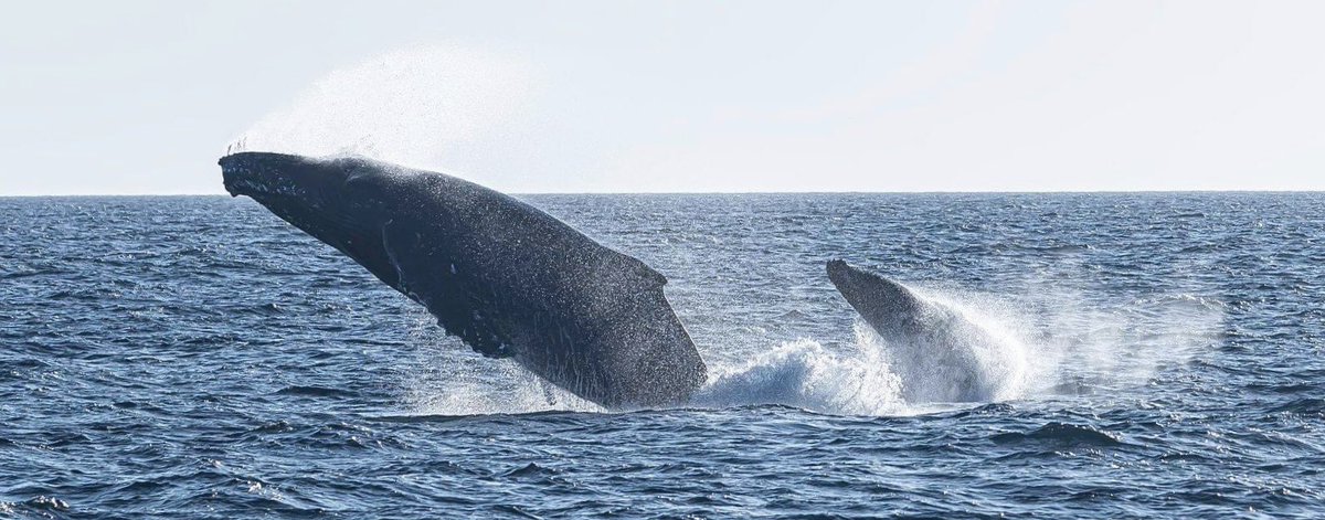 MillsCharters's tweet image. Yesterday arvo was incredible! Mum teaching bub how to breach, multiple different breaches throughout the day and chin slapping! What is weird is that on a sunset tour on the same day last year all of this happened! Pics from last year which is identical to yesterday’s events! 🐋