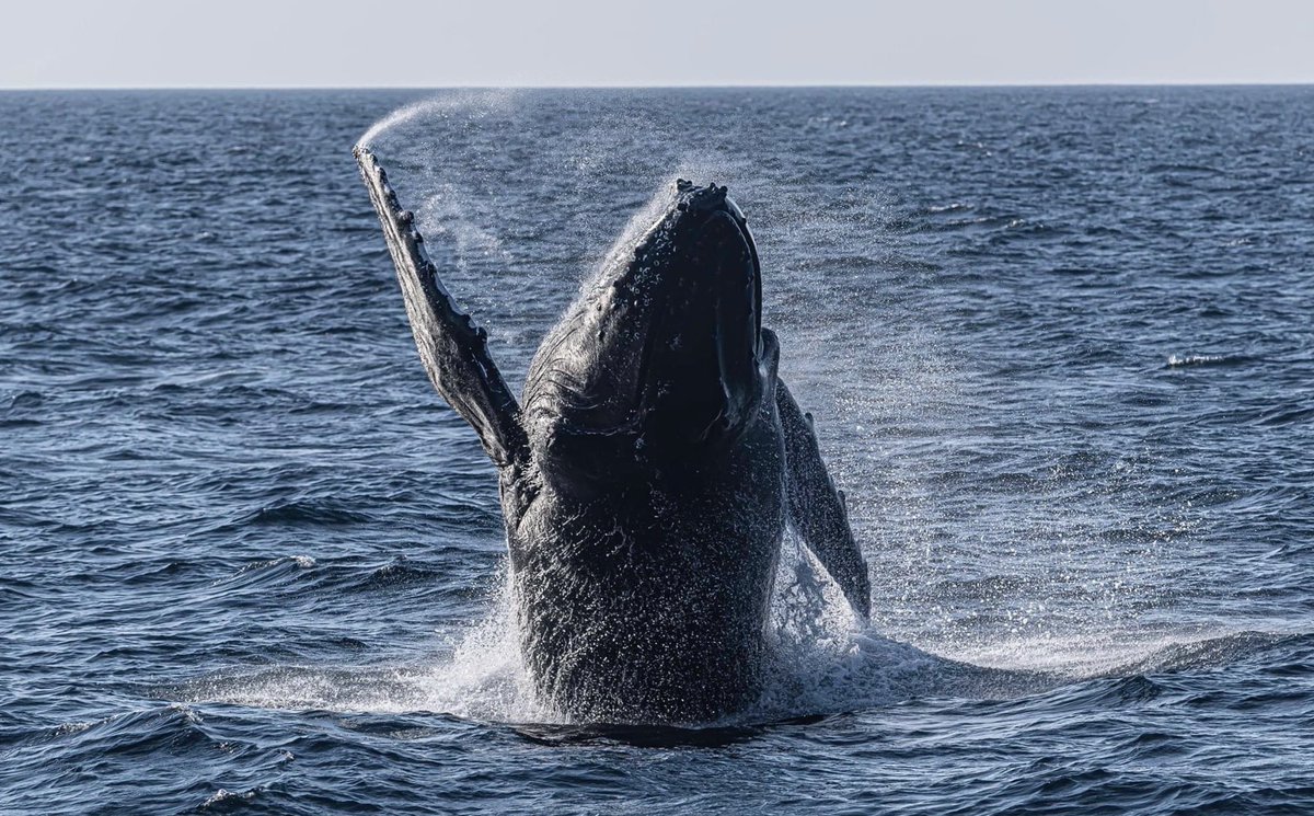 MillsCharters's tweet image. Yesterday arvo was incredible! Mum teaching bub how to breach, multiple different breaches throughout the day and chin slapping! What is weird is that on a sunset tour on the same day last year all of this happened! Pics from last year which is identical to yesterday’s events! 🐋