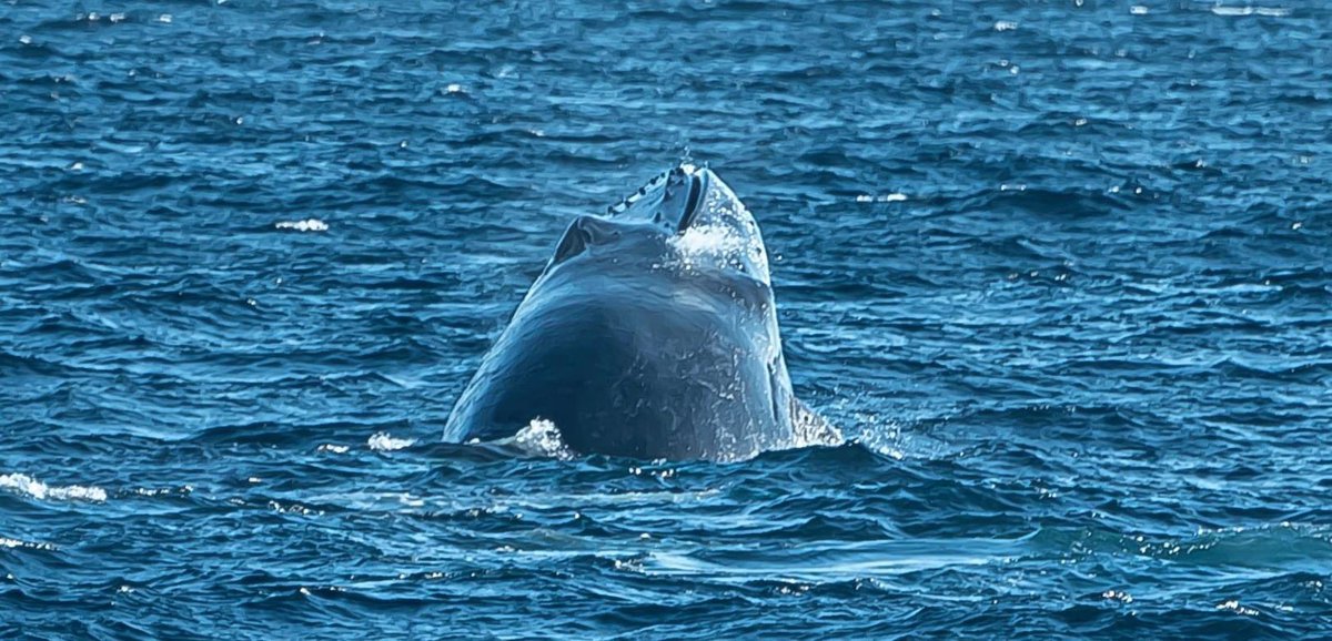 MillsCharters's tweet image. Yesterday arvo was incredible! Mum teaching bub how to breach, multiple different breaches throughout the day and chin slapping! What is weird is that on a sunset tour on the same day last year all of this happened! Pics from last year which is identical to yesterday’s events! 🐋