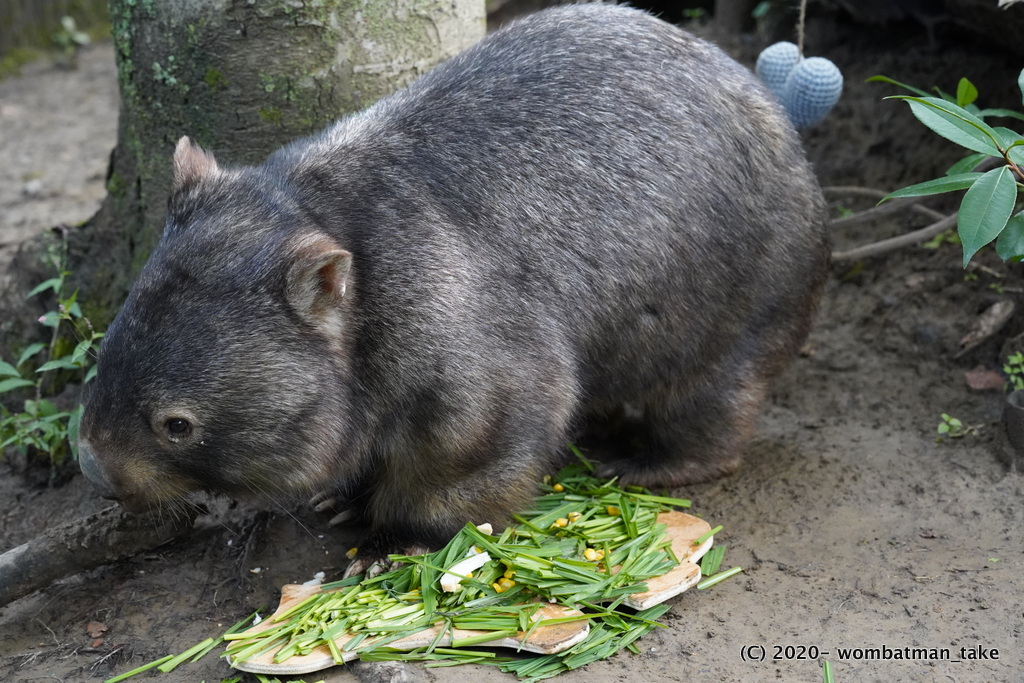 Take1104 09 27茶臼山動物園ウォンバット来園25周年イヤー 東山動物園からきたウォレスくんには24歳お祝いのプレート 栗の目 パンの耳 にトウモロコシ 青草ボディー 爪の数だけのアーモンド 咀嚼音がたまらなく愛おしい お尻のハートがいい
