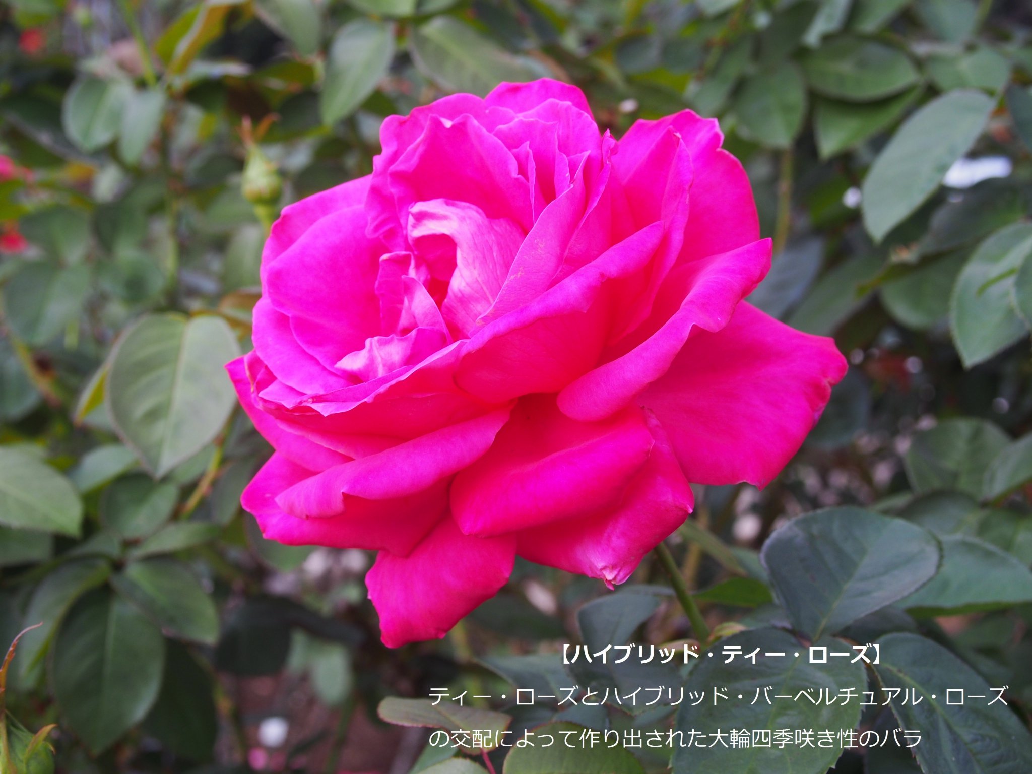 川崎市シティプロモーション on X: 