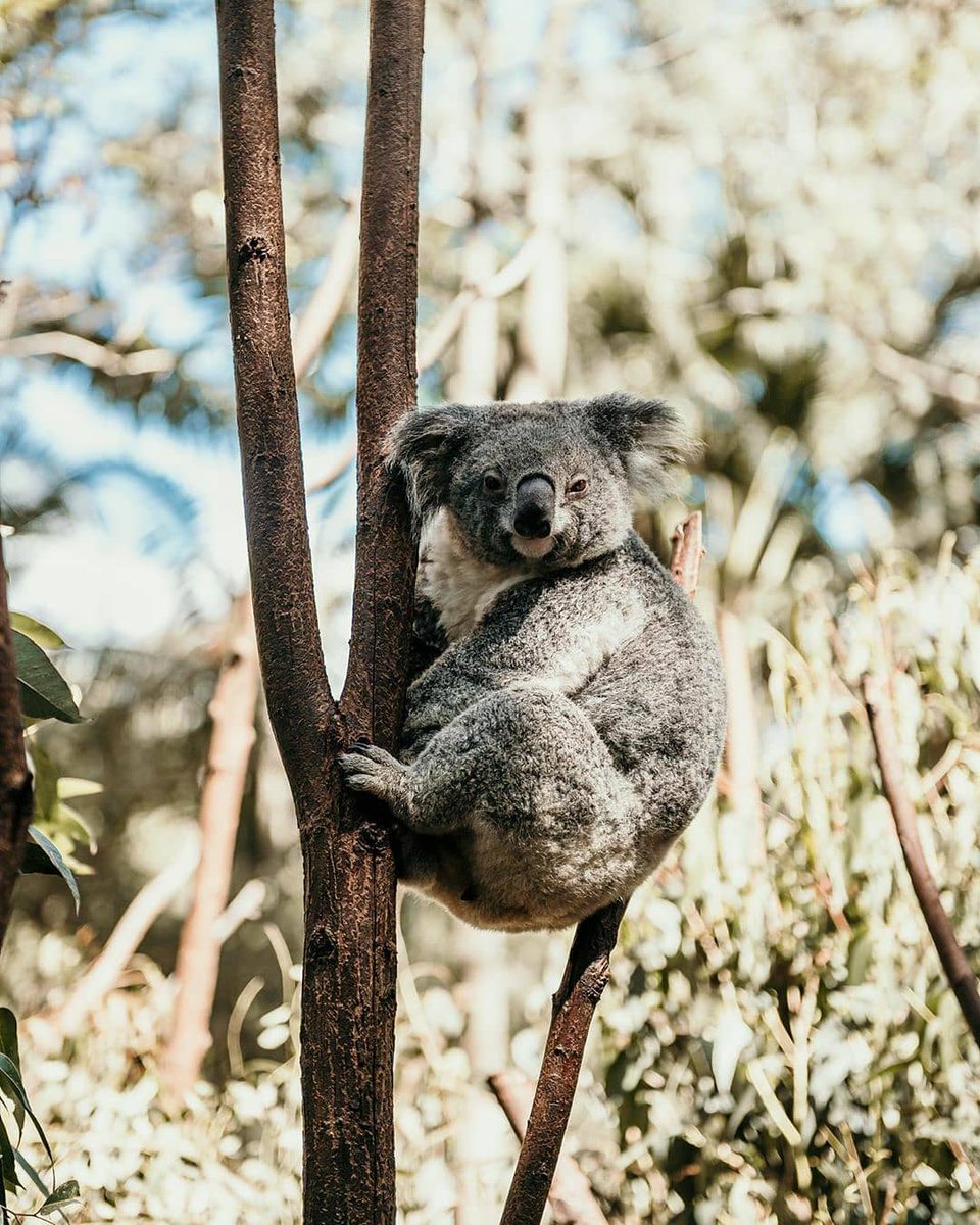 travelqld's tweet photo. Some of the local residents at @CWSlive

Captured by @riancope 💚 #TravelQLD https://t.co/3V9nUAeWzM