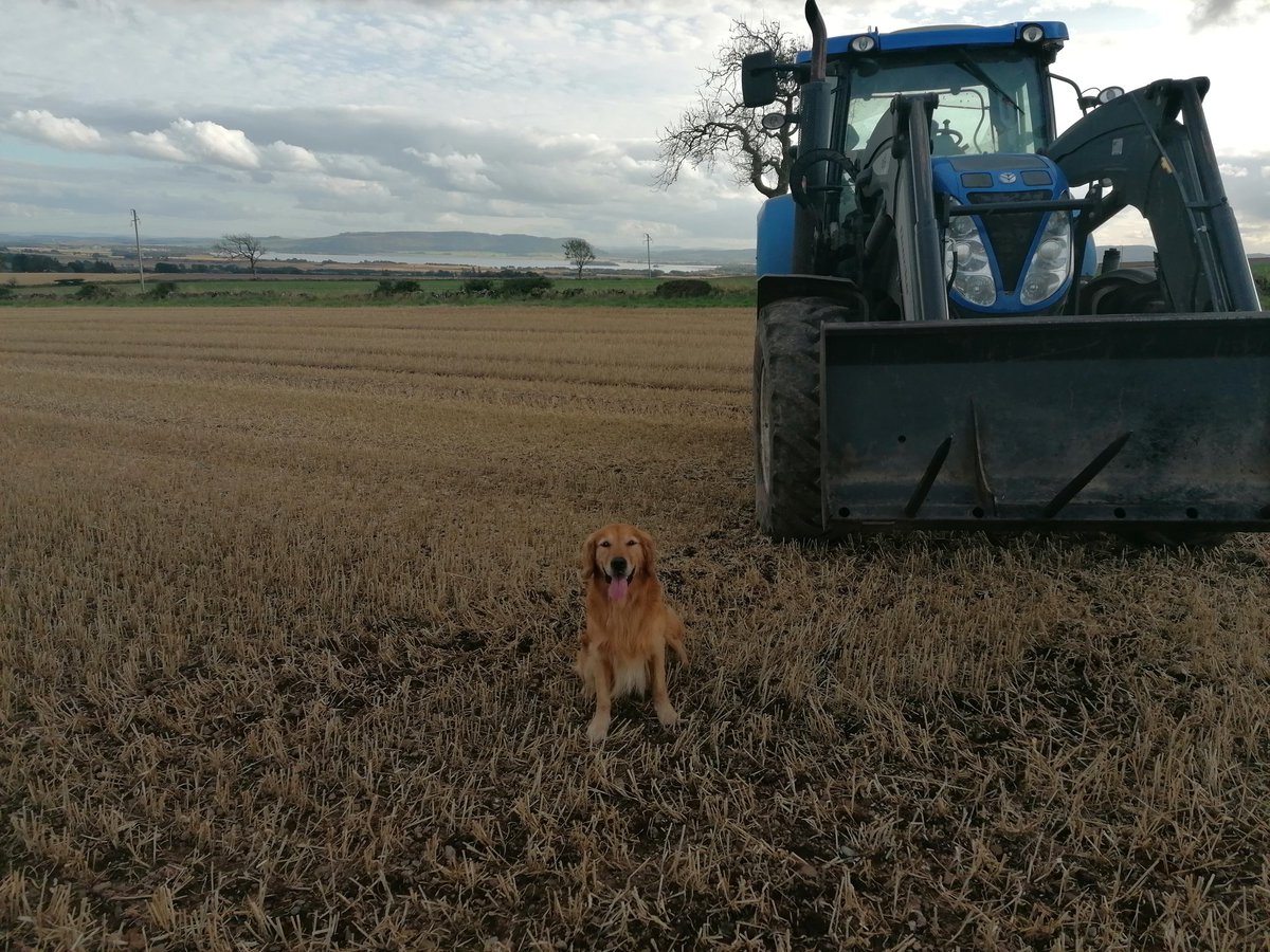Last of the bales in before tomorrow's rain. Been as busy a September as I can remember. Good to have Murphy as company through it all #GoldenRetrievers