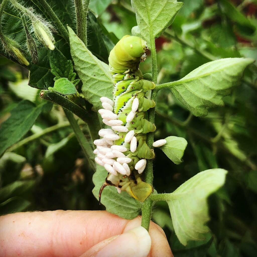 KimClune's tweet image. Poor fella. A “host” hornworm is best left in the garden to conserve beneficial parasites. The white projections are braconid wasp eggs laid on the hornworm. Hatched larvae feed on the inside of the hornworm until the wasp is ready to pupate. #bugstuff #… instagr.am/p/CFuXrCHpWfi/
