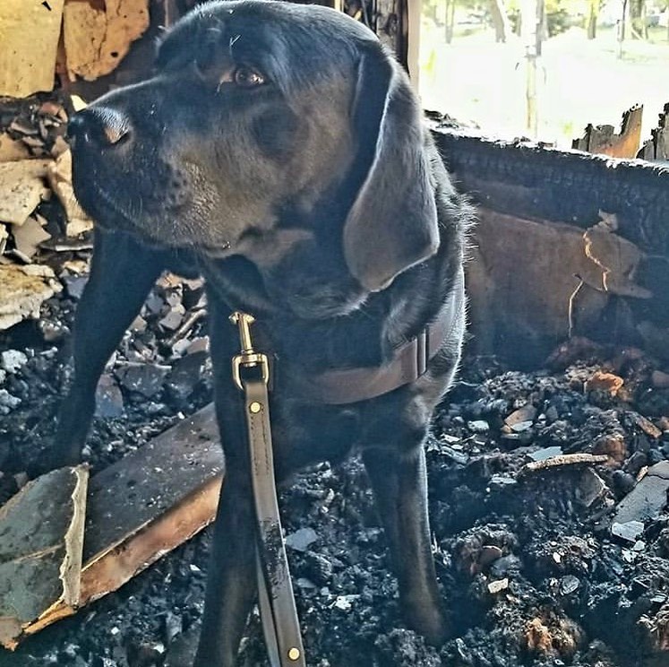 EliteK9's tweet image. Repost @k9_clipper 
・・・
I started my week assisting w/ the investigation of a fatal house fire this morning. 🐾
#accelerantdetectionk9 #atfk9 #arsonk9 #arsondog #fireinvestigation #workingdog #labradorretriever #labrador #k9unit #k9life #firek9 #sheriffk9 #policek9 #atfadc