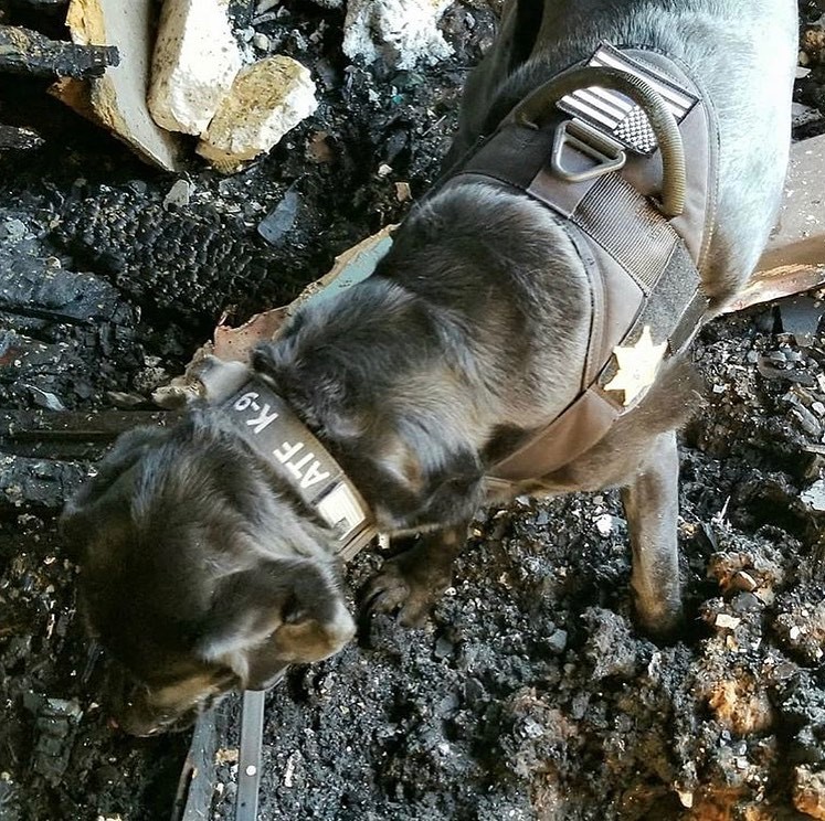 EliteK9's tweet image. Repost @k9_clipper 
・・・
I started my week assisting w/ the investigation of a fatal house fire this morning. 🐾
#accelerantdetectionk9 #atfk9 #arsonk9 #arsondog #fireinvestigation #workingdog #labradorretriever #labrador #k9unit #k9life #firek9 #sheriffk9 #policek9 #atfadc