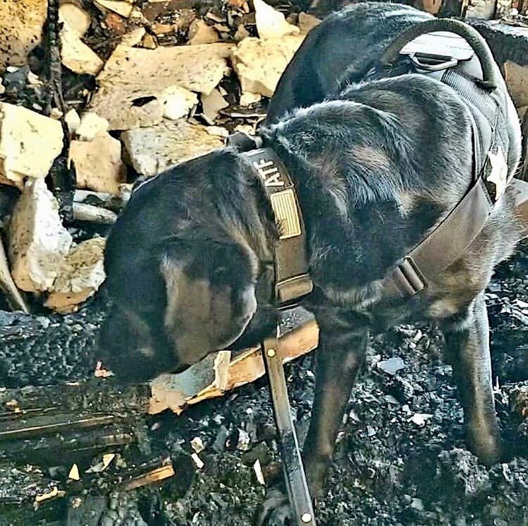 EliteK9's tweet image. Repost @k9_clipper 
・・・
I started my week assisting w/ the investigation of a fatal house fire this morning. 🐾
#accelerantdetectionk9 #atfk9 #arsonk9 #arsondog #fireinvestigation #workingdog #labradorretriever #labrador #k9unit #k9life #firek9 #sheriffk9 #policek9 #atfadc