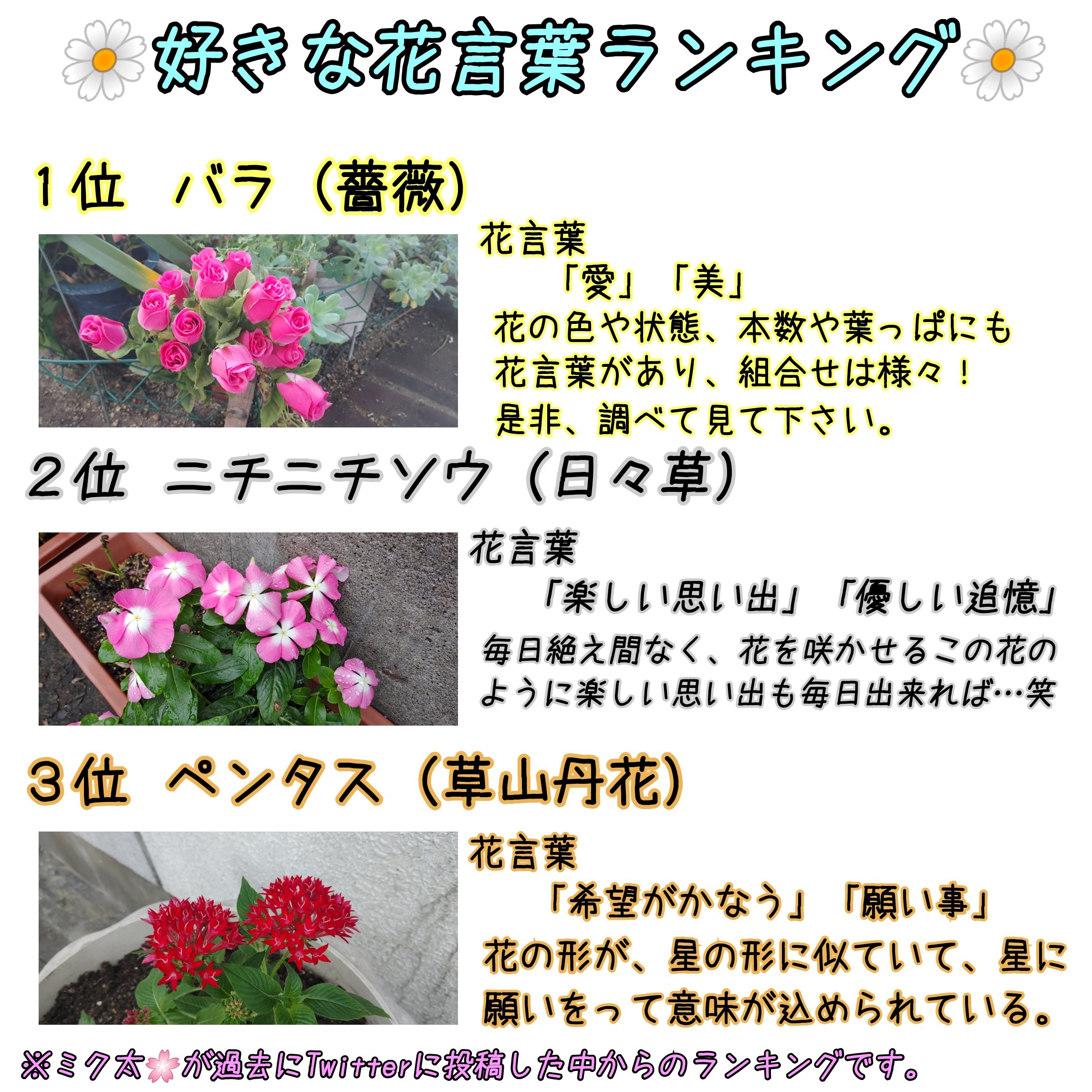ミク太 今月もやってきました30日 美桜の日 今月は工藤美桜さん P Miokudo がキッカケで僕が興味を持った 花について 美桜ちゃんと花の画像と共に紹介します 第2弾 続いては 僕の好きな花言葉を紹介させていただきます 工藤美桜