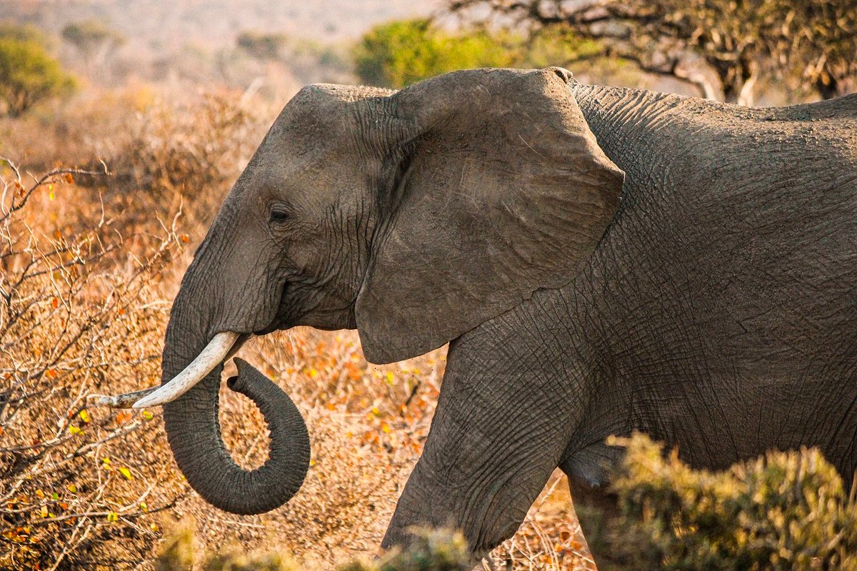 TuliLodge's tweet photo. Did you know tusks are hugely elongated upper incisor teeth embedded deep in the elephant’s head.

Image by Nicola HoTong

#wildlife #elephants #TuliSafariLodge #nature #Botswana #safari #familysafari #theTuliexperience #Africa #photography #adventure #explore #conservation https://t.co/2Ogx2DzLOr