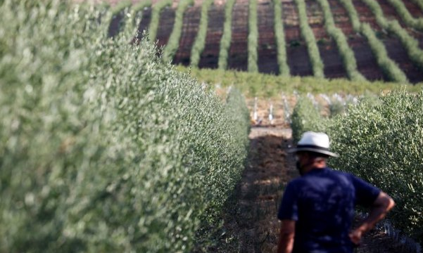 isagro_es's tweet photo. La #aceituna de mesa, una campaña que viene marcada por una baja producción y unos precios elevados https://t.co/uwukv88R3F #agricultura #olivos https://t.co/asG6yb2JdR