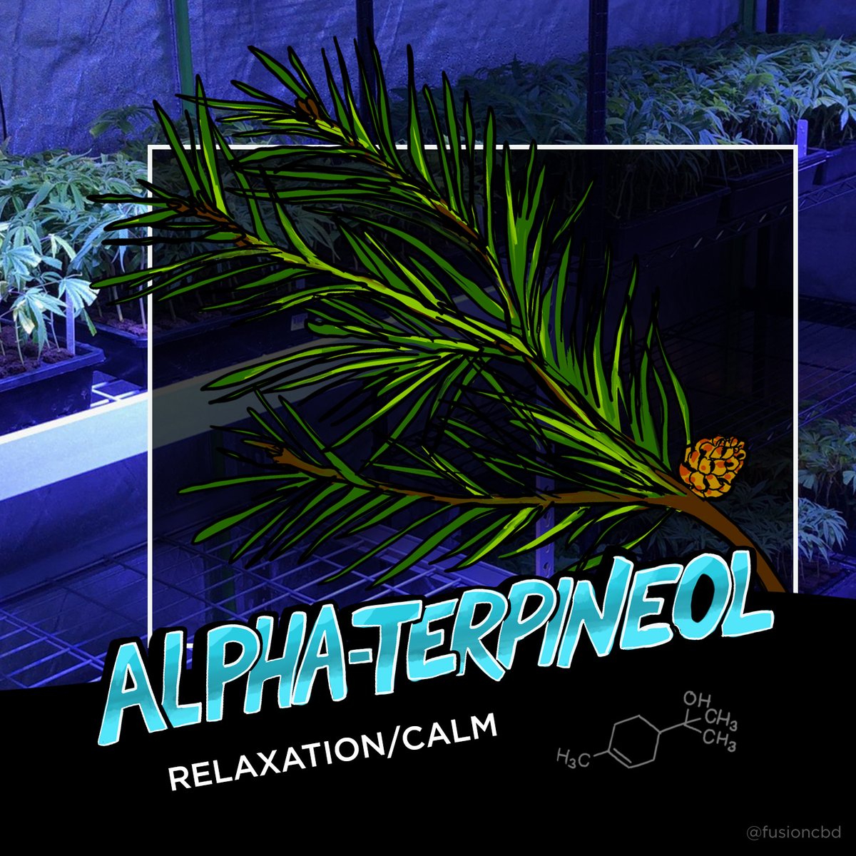 Fusion CBD tweet media