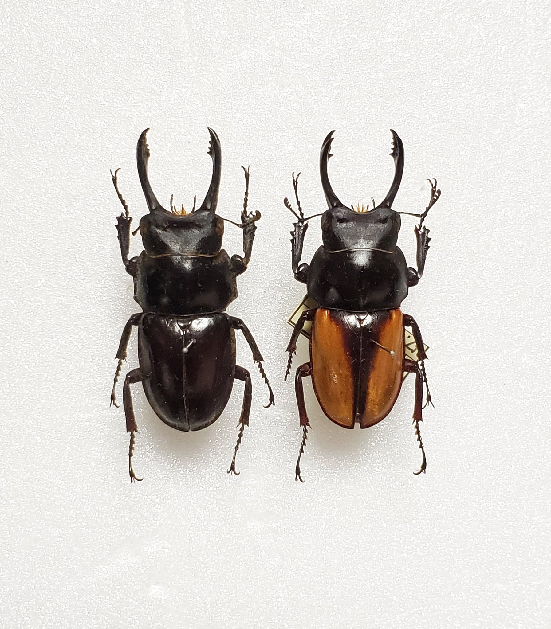 ペラルマトゥスマルバネクワガタ亜種ゴラール ペラルマトゥスマルバネクワガタ亜種ゴラール