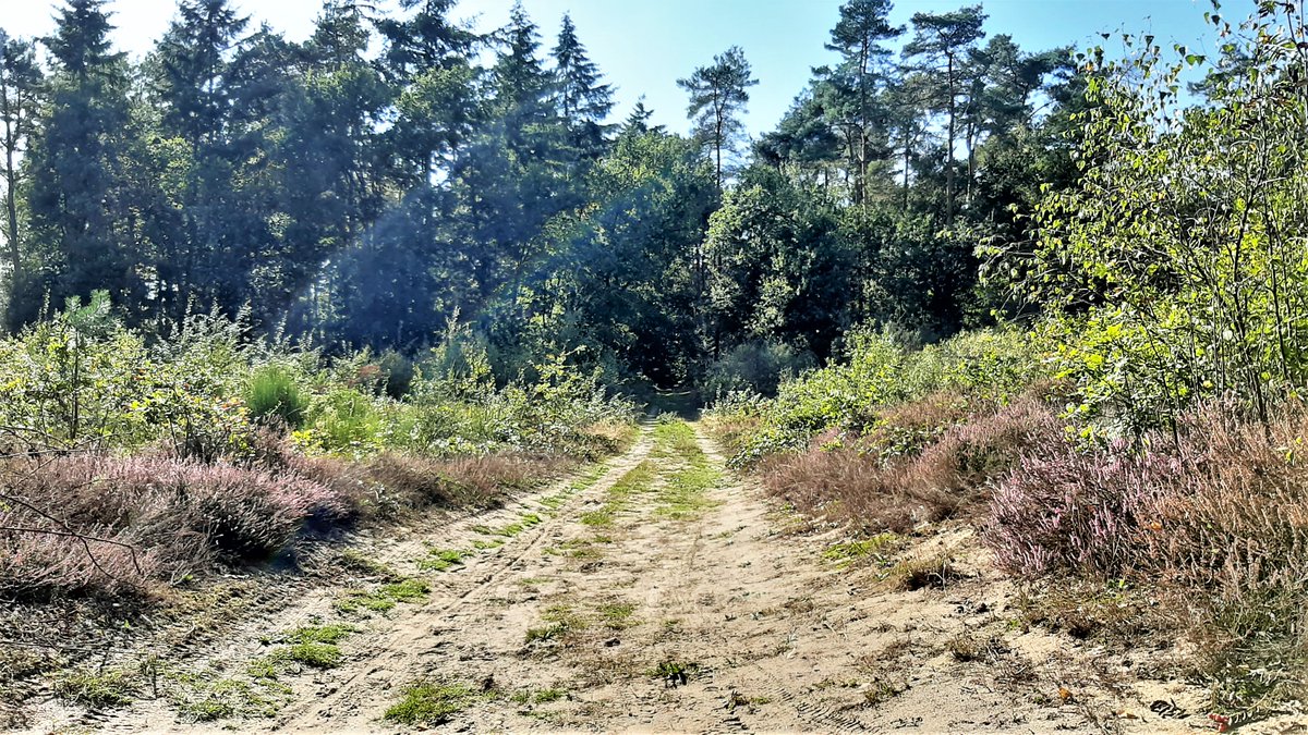inja5248's tweet photo. vanmiddag kwam na één uur de zon tevoorschijn, mijn biezen gepakt en naar 't #Sweeltje gereden voor 'n wandeling en door 't #Sweeltjesbos @Limb_Landschap 🍃🍂 ik ging voor de zwammen maar die waren er niet, vermoed door de langdurige droogte, wel #vlinders en #heidelibellen 🦋 https://t.co/gUD6UXDZIP
