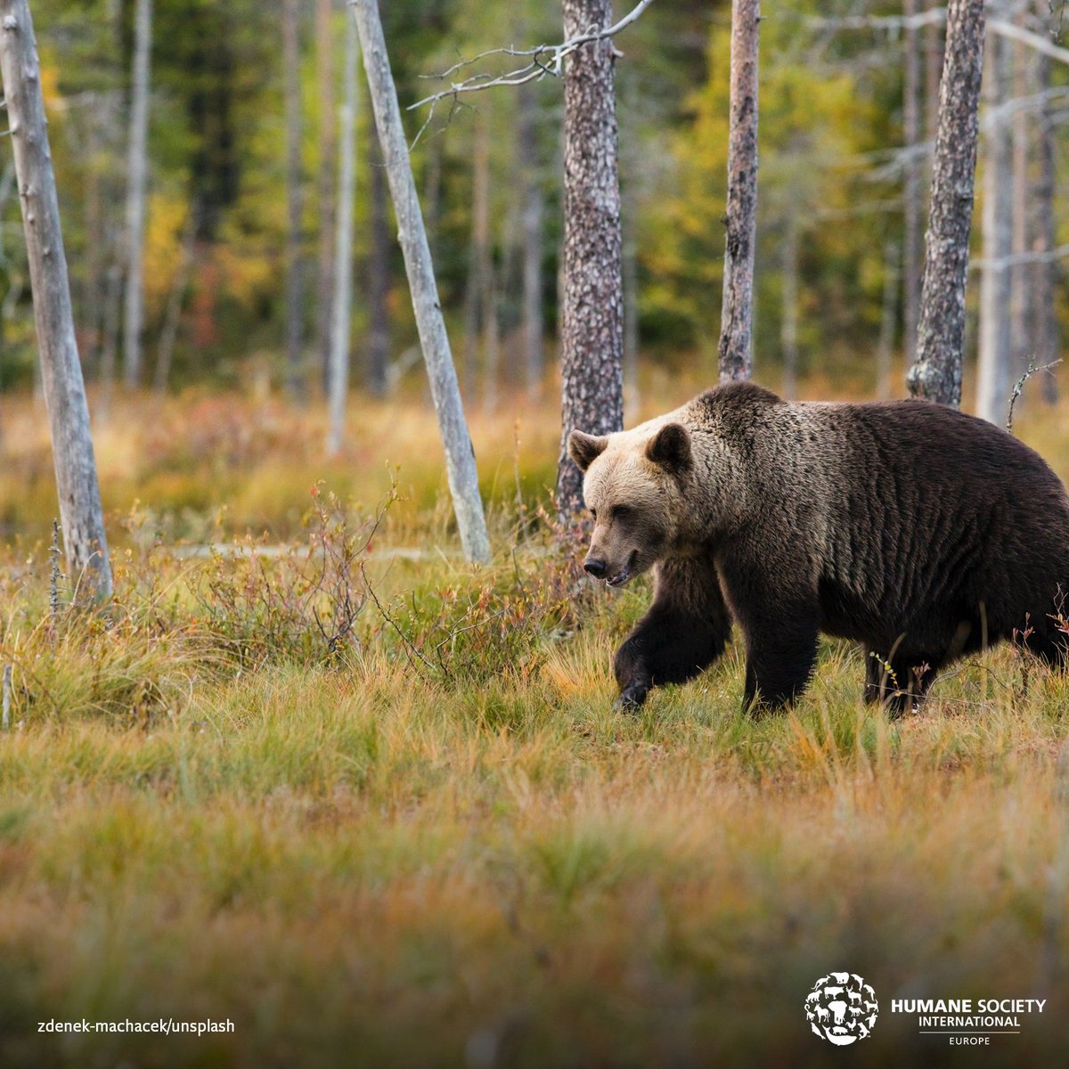 humaneworldeu's tweet photo. @MichalWiezik and @NicolaNotaro answer that financial support should not be the problem as there are sufficient subsidies for the humane mitigation of Human-Wildlife conflicts. Unfortunately, subsidies are not properly used and requested. #HWC #coexistence #LargeCarnivores https://t.co/PPpGs9VT6s