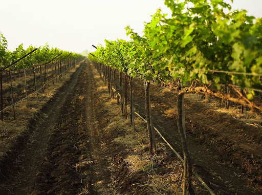 Nashik's terroir at an altitude of 700 metres above sea level, has high diurnal temperature variation so it's 🌞 hot in the day & cooler at night 🌙 This allows for the development of acidity alongside rich varietal character in the grapes! 🍇  #winemaking #winebuyer