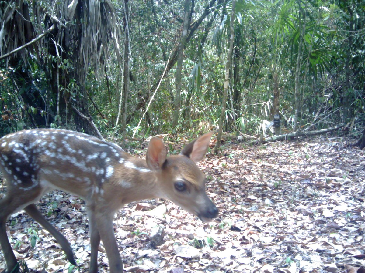 BATSUB working in conjunction with Panthera captured this picture of a White-Tailed Deer on the BATSUB training estate, we are working closely together on environmental conservation in Belize.