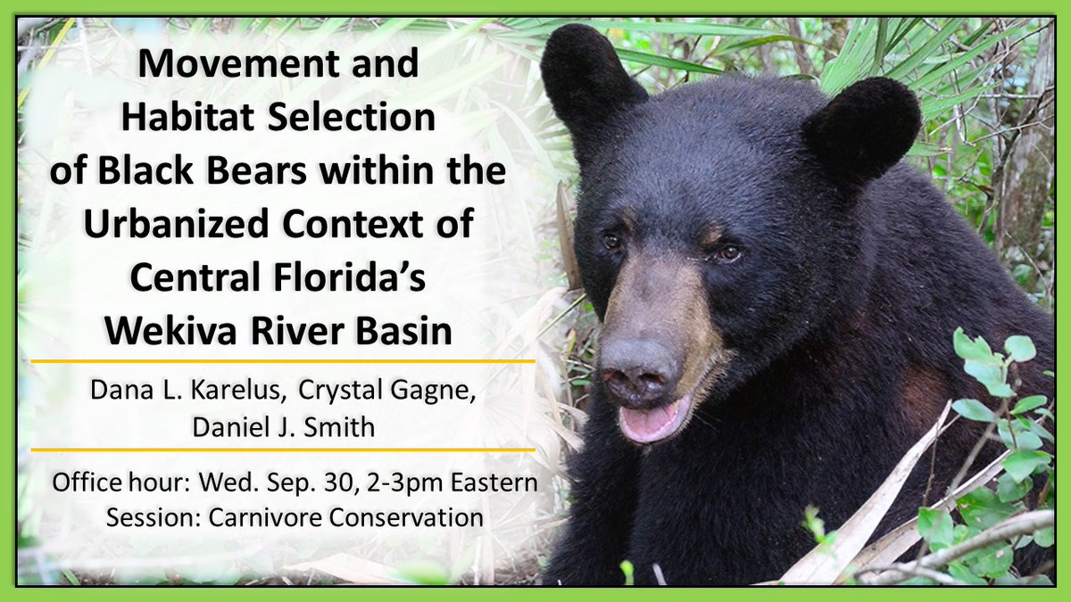 Attending <a href="/wildlifesociety/">The Wildlife Society</a> #TWS2020 and want to hear about #Bears in the sprawl of Orlando, #Florida?!? Watch my presentation and come to my office hour to chat about our work! #MovementEcology 
Office hour: Wed. Sept 30 2-3pm eastern, in the Carnivore Conservation session