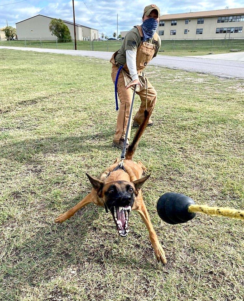 MWD_Mag's tweet photo. Repost @gypsygirljk
・・・
Little firecracker ZZenobia❤️
📸: @edwin_corona_k9
#maligator #malinois #puppyprogram #dts #mwdtsa #mwd #latinosinuniform https://t.co/YOibZUHM27