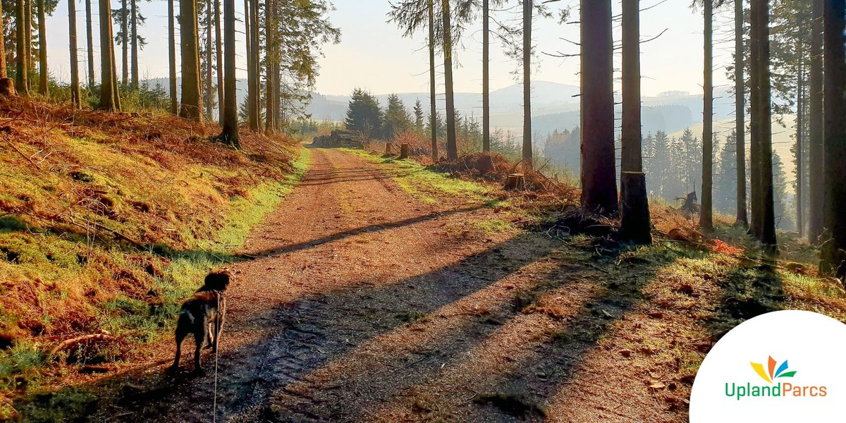 So schön sind die Spaziergänge im #Sauerland! Bei UplandParcs sind Eure Vierbeiner herzlich Willkommen, damit Ihr die Natur mit Ihnen erkunden könnt. Weitere Informationen zu unseren Unterkünften findet Ihr auf uplandparcs.de