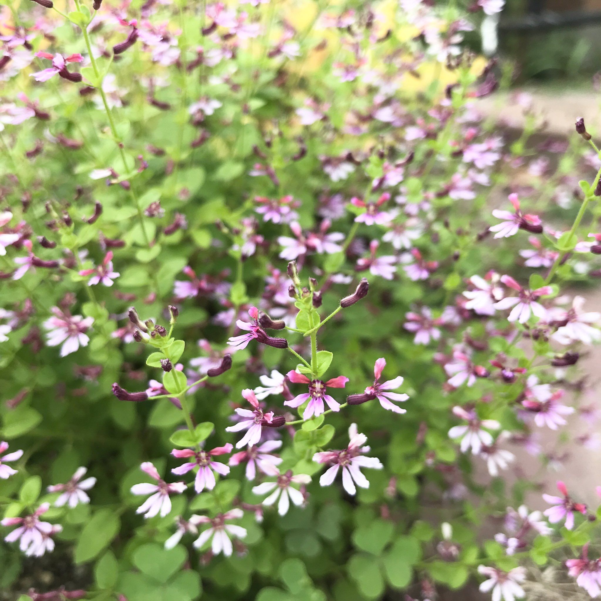 花楽咲庭 クフェア ピンクシマー 植木鉢の処分した 土の中から芽が出て いたのを発見 花壇に移植して 育てたら大きく モリモリして 可愛い花を咲かせて くれました 来年も咲かせたいので 今年は種を取って おこう クフェアピンクシマー こぼれ種で