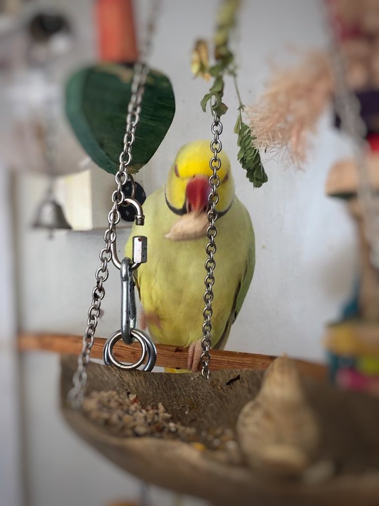 parrot_sunny's tweet photo. I have a metal ring on my left leg with numbers on it and my beak is red. If you see me please DM me where I am as it will help me find my mum &amp; dad ❤️
#lost #lostpets #parrot #parakeet #yellow #ringneck #bird #london #walthamforest #walthstow #leytonstone #stratford https://t.co/iLOoibBSvZ