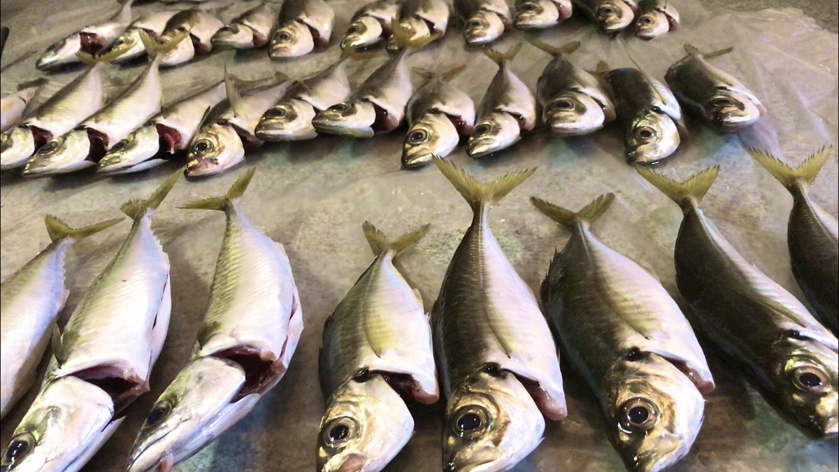 はやと はやとちゃんねる これ捌くの鬼w カマス1匹 40cm サバ4匹 30cm アジ40匹 25cm イシモチ1匹 カマス アジ 鯵 サバ 鯖 イシモチ 釣り 金アジ