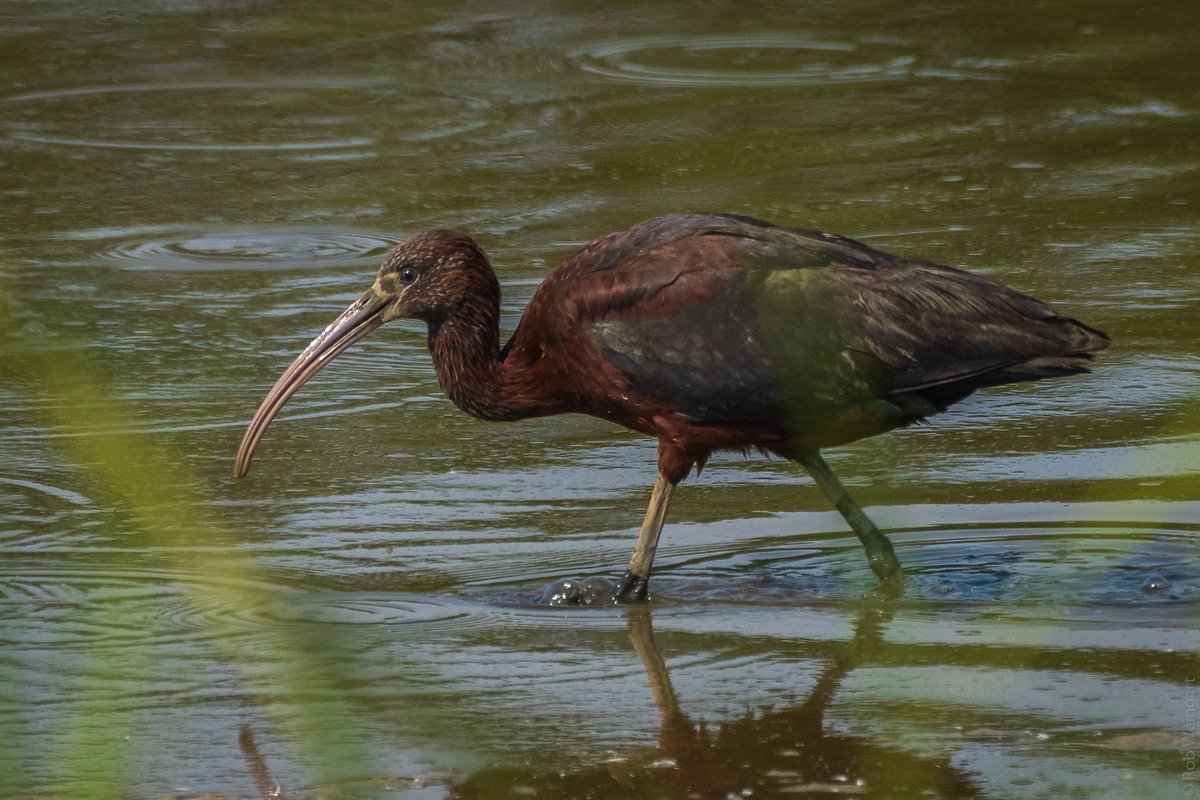 Glossy Ibis

#glossyibis #ibis #whatabill
#wildlife #wildlifephotography #birding #birdtonic