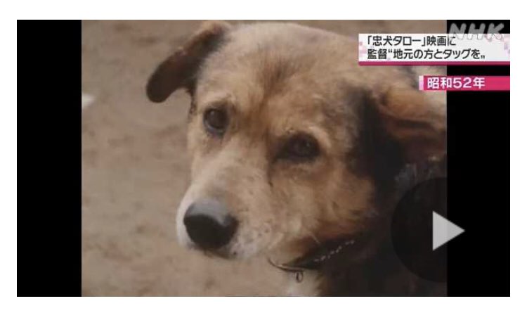 忠犬タロー