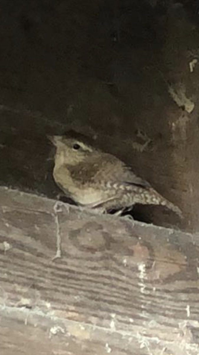 spunk75's tweet image. Any bird people know what kind this is? Rescued from behind the washing machine and freed into a stable away from idiot lurches! Only a fledgling I think