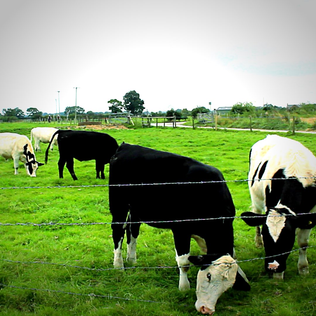 Next week’s extras on their lunch break
#cowstagram #cowseverywhere #videoextras #greenfields #tastygrass #countrysidephotography #farmyardanimals #watchyourhead