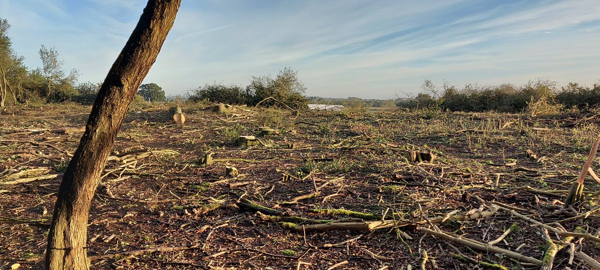 As <a href="/BorisJohnson/">Boris Johnson</a> told world leaders ‘We can't afford to dither and delay because biodiversity loss is happening today’ and promised to protect 30% of our land by 2030 , HS2 destroyed  Little Lyntus and Fulfen ancient Woodlands and smashed up Calvert Jubilee Nature Reserve .