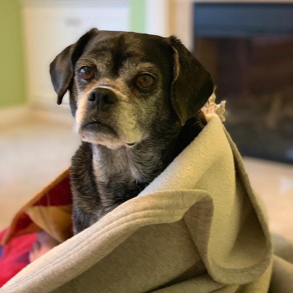 caniotic probiotic for dogs