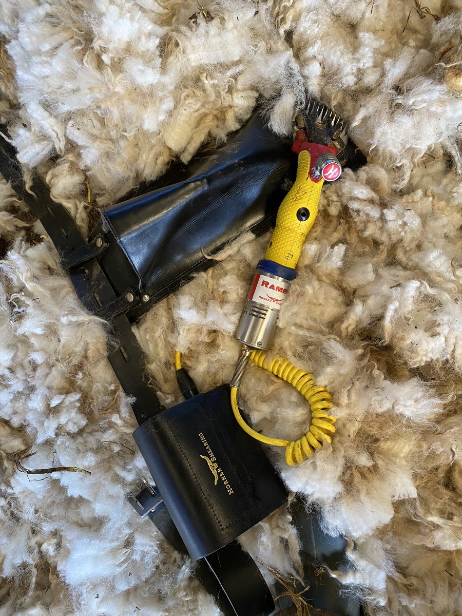 will__whiting's tweet image. 2nd shearing the 2 high country Romney rams with the Rambo