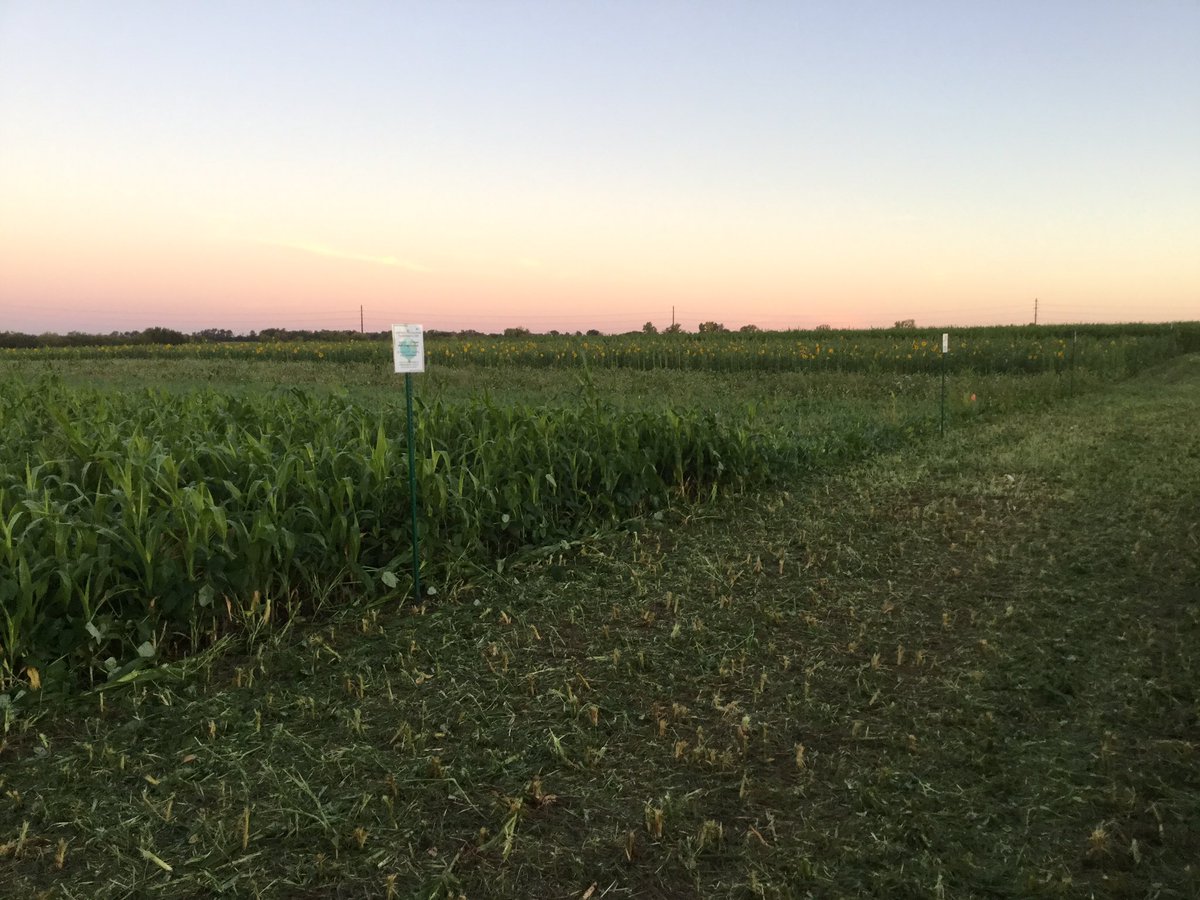 Getting ready to kickoff the Sedgwick County Conservation District cover crop open house! Come by and take a look this morning. 
Sponsored by Kohls Seed and <a href="/PolanskySeedInc/">Polansky Seed, Inc.</a>