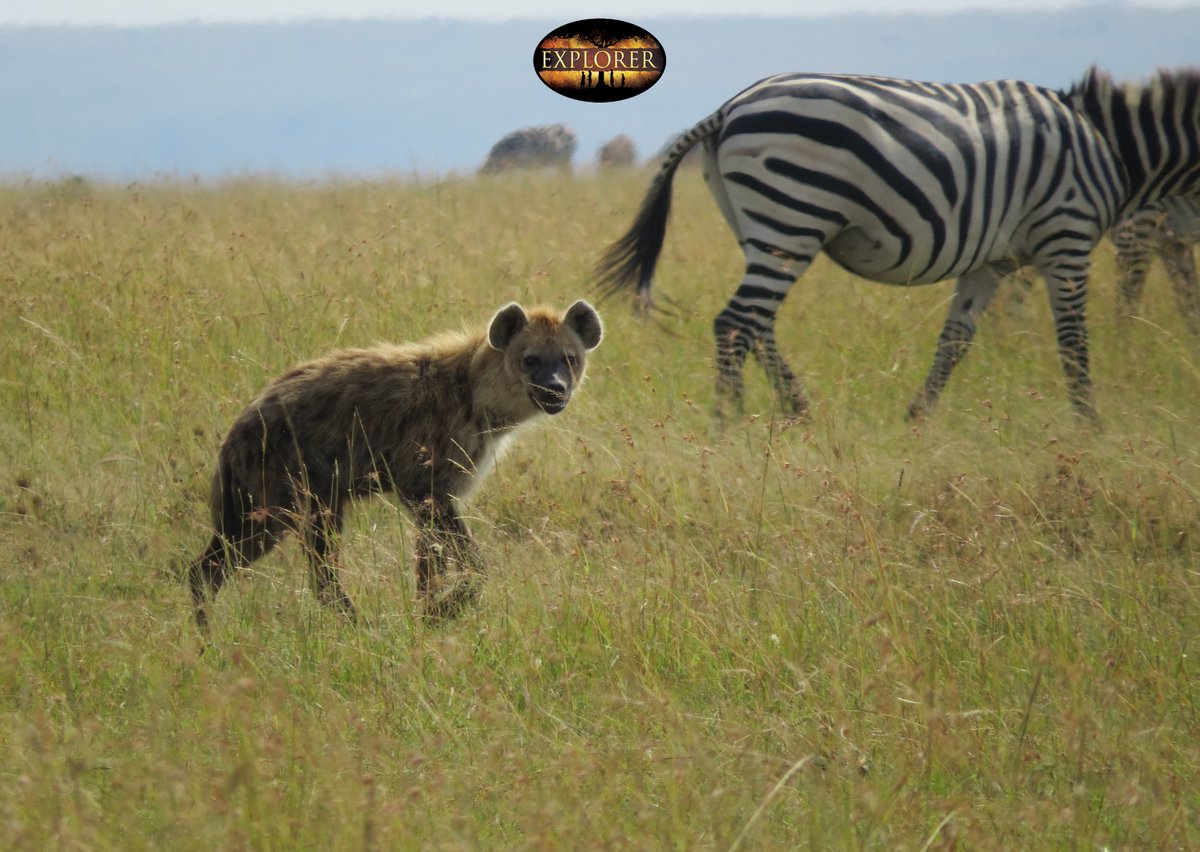 MaraIntrepids's tweet photo. Caption this, starting with the word "Fisi"... ππ #Journeywithheritagekenya #Hyena #Fisi #MasaiMara #ExploreMEX #Gamedrive #Travel #Leisure https://t.co/oXbuIYSyh8