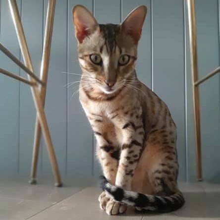 AlanDaffern's tweet photo. Simba has been #Missing for almost 1 week now from #Cosmeston #Penarth #ValeOfGlamorgan #Wales #CF64 area. 

https://t.co/Y6prBf48dL

#lostcat #missingcatwales #windowwatches https://t.co/7CEOjB6qxm