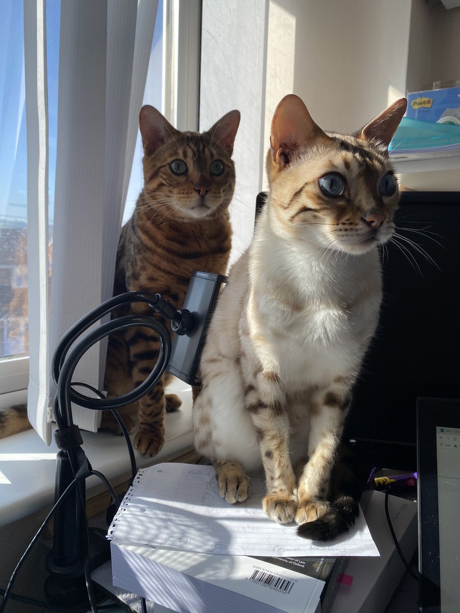 gubbins_karen's tweet photo. I have 2 supervisors today. Better get cracking with my work, or I’ll be in trouble! https://t.co/jD2rpTC4XI
