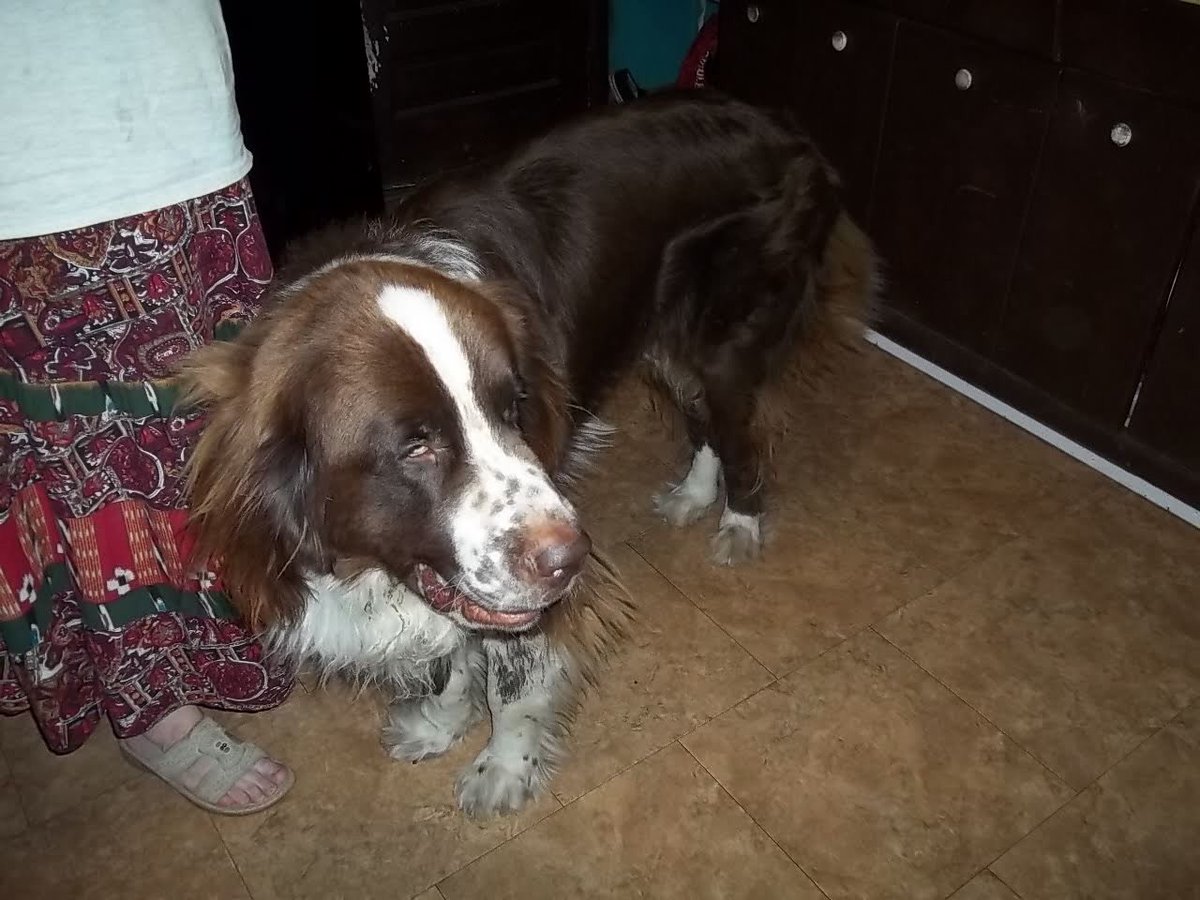 Violet_theNewfy's tweet photo. #PhotoChallenge2020September Day 28 Family 
Here I am with my fur mom and sibs. The other pic is my fur dad 💜 https://t.co/0yCVtEt836