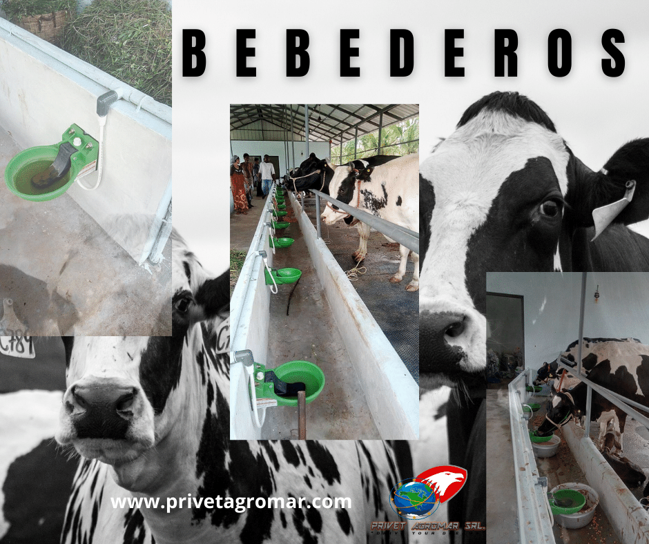 #agricultura #ganaderia #forraje #pastos
privetagromar.com 
76587653 La Paz Bolivia