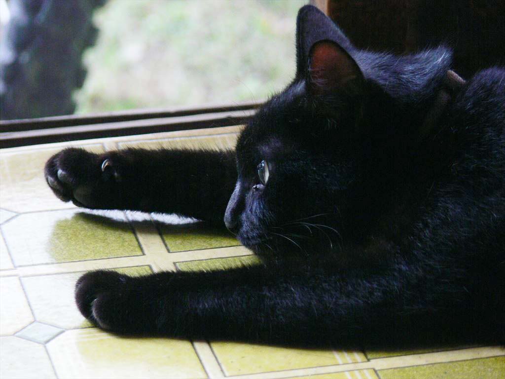 星になった猫たちに祈りを