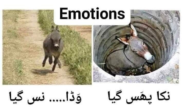 HSNPTI's tweet photo. Dear @CMShehbaz 😂

 #ڈرامے_چھڈو_استعفی_کڈو https://t.co/QH317F7qjd
