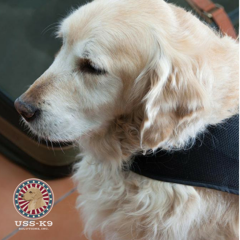 USSK_9's tweet image. Explosive detection canines provide mobile real-time detection capability. For a quote or to learn more about our K9 detection services go to our website or call today! bit.ly/2OeAZ1q  #ExplosiveDetectionK9 #explosivedetectiondog #ussk9